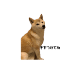 柴犬 こふた（個別スタンプ：11）