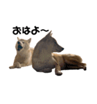 柴犬 こふた（個別スタンプ：12）