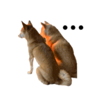 柴犬 こふた（個別スタンプ：13）