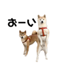 柴犬 こふた（個別スタンプ：14）