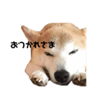 柴犬 こふた（個別スタンプ：15）