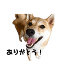 柴犬 こふた（個別スタンプ：16）