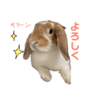 うさぎのはなちゃん2（個別スタンプ：2）