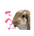 うさぎのはなちゃん2（個別スタンプ：5）