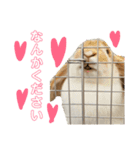 うさぎのはなちゃん2（個別スタンプ：12）