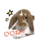 うさぎのはなちゃん2（個別スタンプ：24）