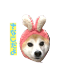 柴犬きなこ.パート1（個別スタンプ：1）