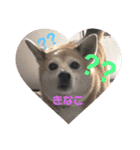 柴犬きなこ.パート1（個別スタンプ：2）