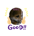 柴犬きなこ.パート1（個別スタンプ：3）
