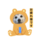 柴犬きなこ.パート1（個別スタンプ：4）
