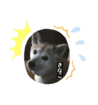 柴犬きなこ.パート1（個別スタンプ：5）
