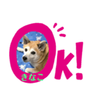 柴犬きなこ.パート1（個別スタンプ：6）