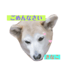 柴犬きなこ.パート1（個別スタンプ：7）