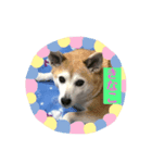 柴犬きなこ.パート1（個別スタンプ：8）