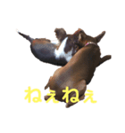 ぺれとぴことちぴ（個別スタンプ：1）