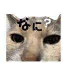 ミルクとメグとたまにコムギとココア（個別スタンプ：11）