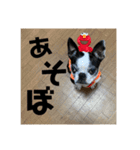ミルクとメグとたまにコムギとココア（個別スタンプ：13）