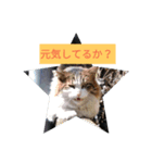 猫幸cat'smoonのスタンプ（個別スタンプ：1）