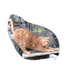 猫幸cat'smoonのスタンプ（個別スタンプ：5）
