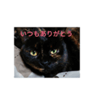 猫幸cat'smoonのスタンプ（個別スタンプ：6）