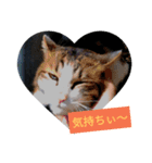 猫幸cat'smoonのスタンプ（個別スタンプ：7）