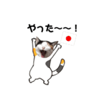 ツンデレのるびたんです。（個別スタンプ：16）