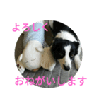 ボーダーコリーのぽたこりん（個別スタンプ：5）