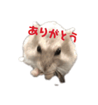 ハムスターがりちゃん（個別スタンプ：2）