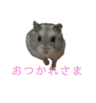 ハムスターがりちゃん（個別スタンプ：7）