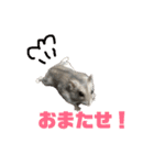 ハムスターがりちゃん（個別スタンプ：18）