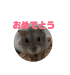 ハムスターがりちゃん（個別スタンプ：19）