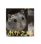 ハムスターがりちゃん（個別スタンプ：30）