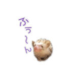 ハリネズミのノア＆カミー★3（個別スタンプ：1）