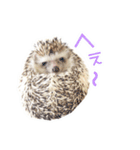 ハリネズミのノア＆カミー★3（個別スタンプ：2）