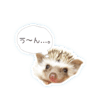 ハリネズミのノア＆カミー★3（個別スタンプ：3）