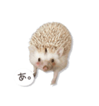 ハリネズミのノア＆カミー★3（個別スタンプ：4）