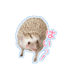 ハリネズミのノア＆カミー★3（個別スタンプ：5）