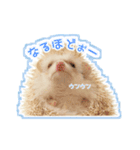 ハリネズミのノア＆カミー★3（個別スタンプ：6）