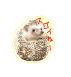 ハリネズミのノア＆カミー★3（個別スタンプ：7）