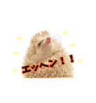 ハリネズミのノア＆カミー★3（個別スタンプ：8）
