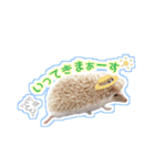 ハリネズミのノア＆カミー★3（個別スタンプ：11）