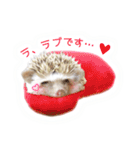 ハリネズミのノア＆カミー★3（個別スタンプ：16）