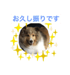 琥珀くんスタンプ②（個別スタンプ：8）