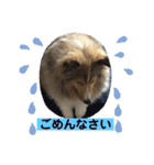 琥珀くんスタンプ②（個別スタンプ：11）