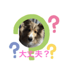 琥珀くんスタンプ②（個別スタンプ：12）