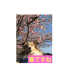 琥珀くんスタンプ②（個別スタンプ：13）