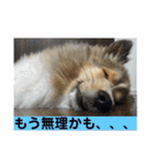 琥珀くんスタンプ②（個別スタンプ：14）