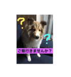 琥珀くんスタンプ②（個別スタンプ：18）