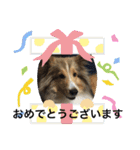 琥珀くんスタンプ②（個別スタンプ：21）