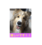 琥珀くんスタンプ②（個別スタンプ：24）